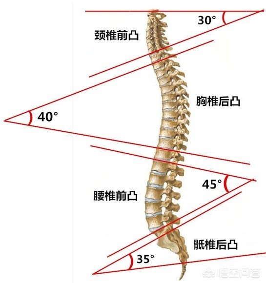 四个生理曲度使得脊柱像弹簧一样富有弹性,能够缓冲跑步,跳跃等剧烈